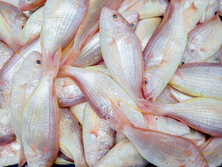 Fototapeta premium Red kurisi fish (Nemipterus virgatus). Sea fish in the market