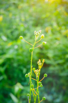 Close up view of camelina sativa grass plant