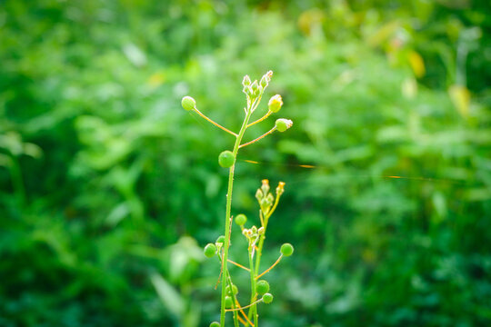 Close up view of camelina sativa grass plant