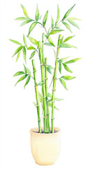 Fototapeta premium Zen Garden Watercolor Painting of Potted Bamboo in Pastel for Peaceful Home Vibes