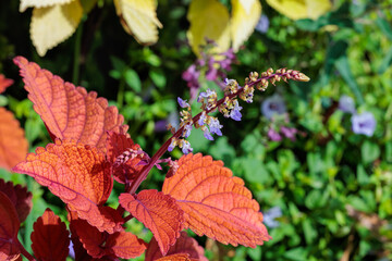 Beautiful orange coleus leaves in the garden.