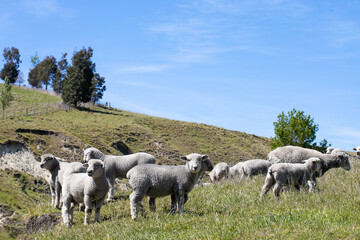 Fototapeta premium Grazing Sheep Enjoying a Beautiful Day on Lush Green Pasture Under a Bright Blue Sky