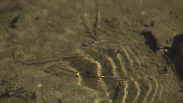 Grenouille dans une mare