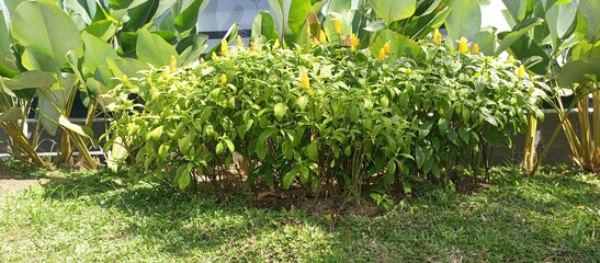 Pachystachys lutea, known as the golden shrimp plant or lollipop plant