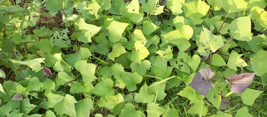 Green leaves Sorrel or Rumex Scutatus plants in Indonesia