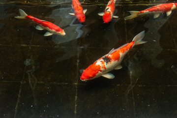 Koi fish close up view, colorful with dark background