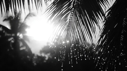 Rainwater droplets on palm fronds backlit by sunlight