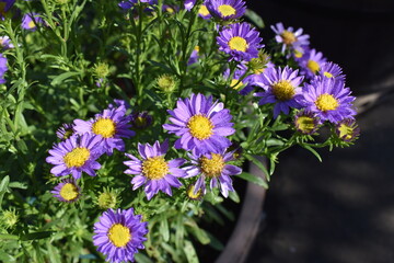 Fototapeta premium Purple Flower-12