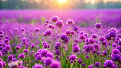 Obraz premium Vibrant field of purple flowers blooming in a meadow, purple, flowers, field, vibrant, nature, blooming, meadow