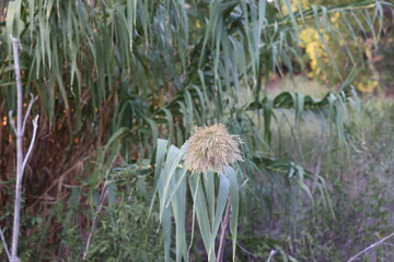 Flower in Wichita Falls, Texas
