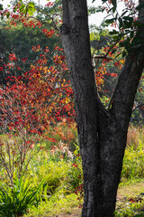 Park landscape