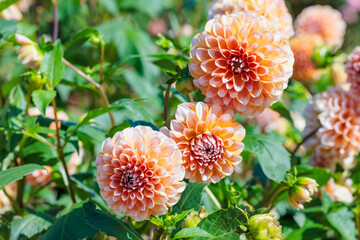 Beautiful orange dahlia flowers in the garden blooming in autumn.