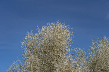 Mojave National Preserve  South Entrance Kelbaker Road, San Bernardino County, California. Mojave...