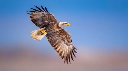 Obraz premium Majestic Bald Eagle in Flight Soaring Against Azure Sky