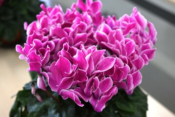 Fototapeta premium Cyclamen flowers. Primulaceae perennial bulbous plants native to the Mediterranean.