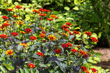 Beautiful dahlia flowers in the garden blooming in autumn.