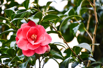 ツバキ「神代椿（関西秋の山）」