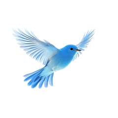 Fototapeta premium blue bird soaring gracefully through air, showcasing its stunning wings