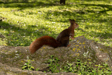 Ardilla roja europea explorando el suelo cubierto de musgo y hojas en el bosque. Iluminación...