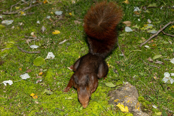 Ardilla roja europea explorando el suelo cubierto de musgo y hojas en el bosque. Iluminación...