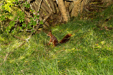 Ardilla roja europea explorando el suelo cubierto de musgo y hojas en el bosque. Iluminación...