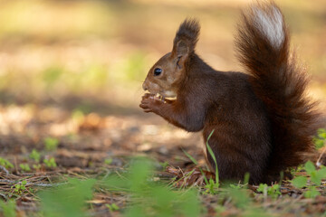 Ardilla roja europea de perfil, sentada en el suelo del bosque mientras sostiene comida. Fondo desenfocado con colores cálidos de bosque.