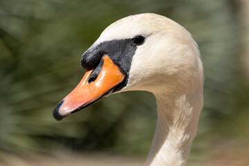 Obraz premium Primer plano de un cisne blanco con su característico pico naranja y negro.