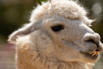 Fototapeta premium Alpaca blanca en primer plano con una expresión relajada, iluminada por luz natural en un entorno rústico.