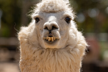 Fototapeta premium Alpaca blanca en primer plano con una expresión relajada, iluminada por luz natural en un entorno rústico.