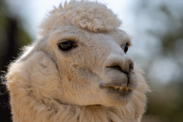Fototapeta premium Alpaca blanca en primer plano con una expresión relajada, iluminada por luz natural en un entorno rústico.