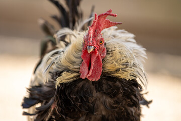 Primer plano de un gallo con un peinado único y plumaje texturizado. Su cresta roja vibrante y...
