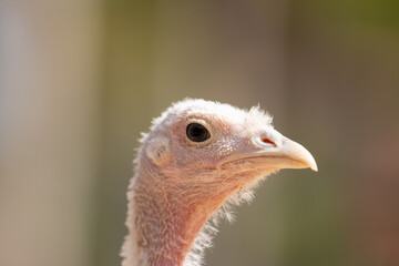 Un pavo observado de cerca en un corral al aire libre. Su cabeza detallada muestra la textura de la...