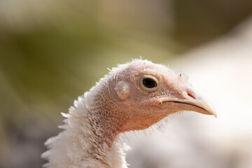 Un pavo observado de cerca en un corral al aire libre. Su cabeza detallada muestra la textura de la...