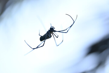 Nephila pilipes spider. Its other names golden orb weaver and giant golden orb weaver. This is a species of&nbsp;golden orb web spider. A big spider on its web in the forest.
