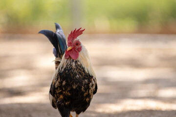 Primer plano de un gallo mostrando su cresta roja brillante y su plumaje multicolor, con fondo desenfocado para resaltar su perfil y textura. © Alfonso