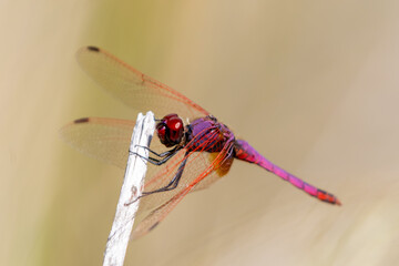 Libélula roja posada en una roca bajo la luz del sol, destacando su color vibrante contra un fondo...