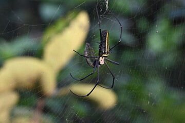 Nephila pilipes spider. Its other names golden orb weaver and giant golden orb weaver. This is a species of&nbsp;golden orb web spider. A big spider on its web in the forest.
