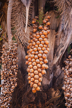 Cacho de Coco baba&ccedil;u em palmeira na zona rural do Piau&iacute;. Mata dos cocais.