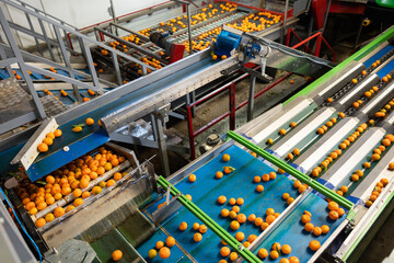 View of freshly picked ripe mandarins on roller type automatic citrus sorting machine at fruit...