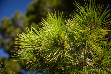 Close-up of Aleppo pine needles in the Mediterranean sun. This evergreen species (Pinus halepensis) thrives in coastal climates, reflecting the region’s natural resilience.