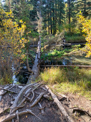 Fallen Tree Over Stream in Banff's Fenland Loop