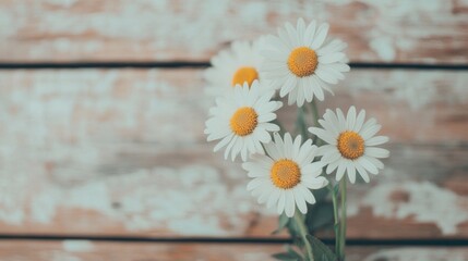 Obraz premium Bright white daisies with yellow centers flourish in front of a weathered wooden wall, creating a natural, peaceful display