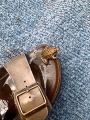 Frog on shoe