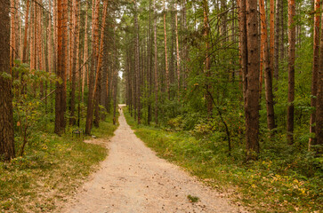 Fototapeta premium A dirt road for walking in the pine forest.
