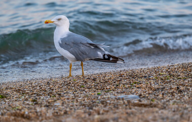 Fototapeta premium A seagull stands on the seashore in close-up.