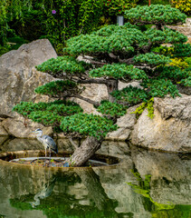 A heron under a green tree in the pond of a Japanese garden.