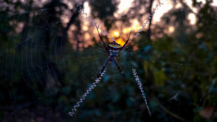 spider on a web with sunrise in the background.