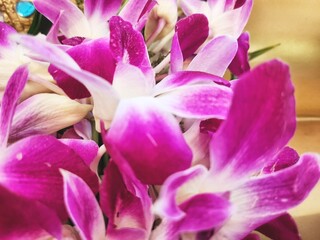 Fototapeta premium Beautiful of pink orchid flowers