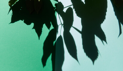 冷色系の色紙と枯れた葉っぱの影のアート作品