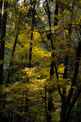 Obraz premium 黄色に色づく美しいモミジの葉 